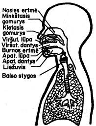 fonetika i fonologija.jpg, 14 KB